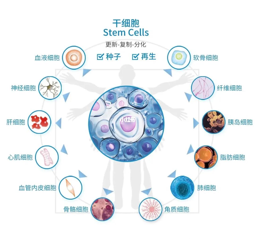 干细胞领域突破与应用前沿的最新消息