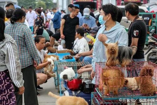 聊城大集狗市繁荣背后的深度观察