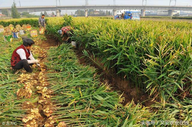 生姜市场动态，最新价格与消费者关注焦点