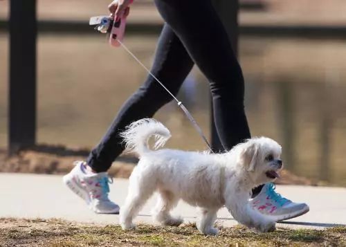 杭州最新养狗规定，打造人犬和谐共融的城市环境