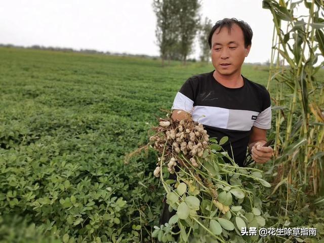 花生价格最新行情走势解析